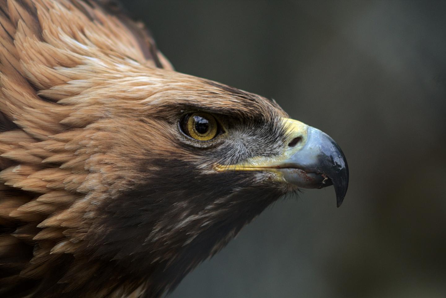 aigle-royal