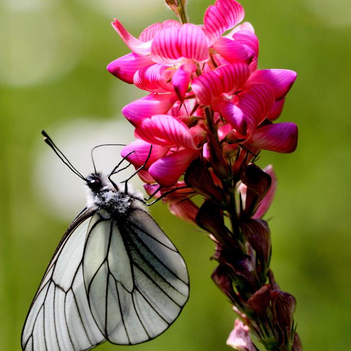 faune-flore