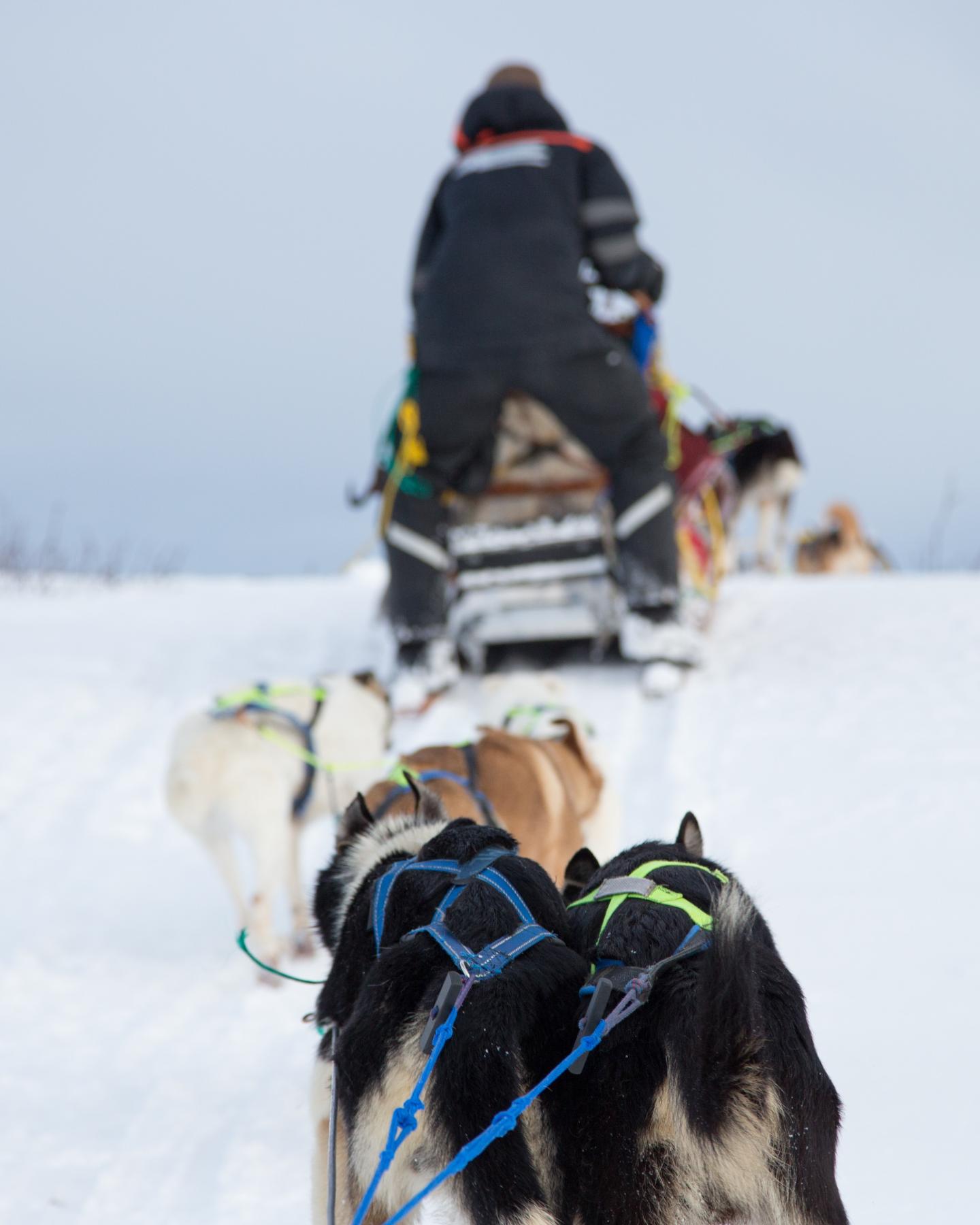 Baptême en chiens de traîneau Evasion Terre-Neige