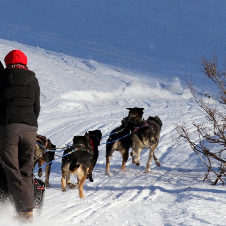 chiens de traineaux