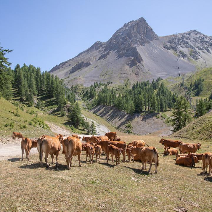 Domaine de Serre Chevalier l'été