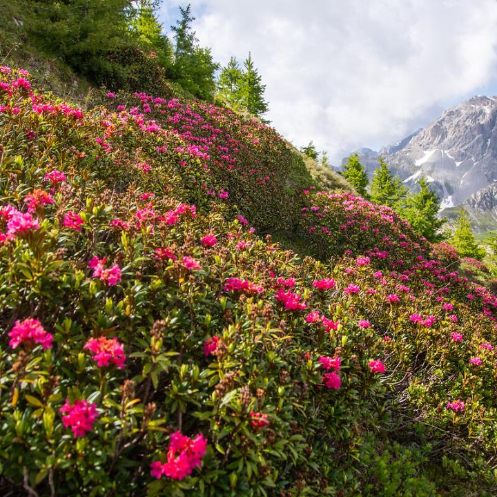 Domaine de Serre Chevalier l'été